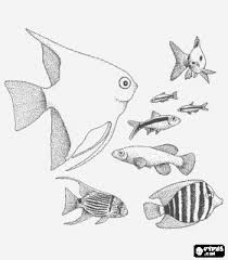 Peixes - Espécies